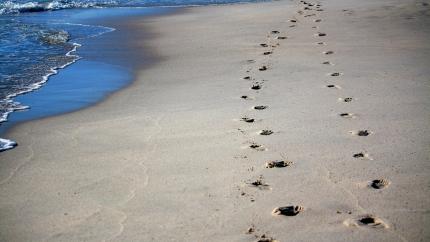 Footprints wander away on the edge of a beach