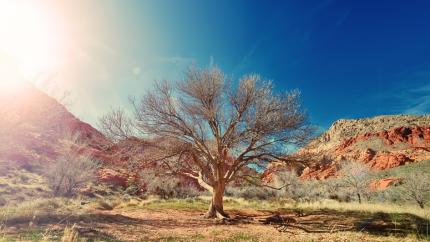 photo courtesy of pexels - https://www.pexels.com/photo/sun-desert-dry-tree-6519/