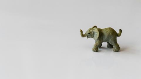 A small elephant walks across a background