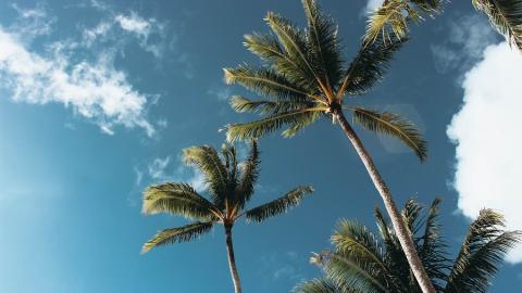 https://www.pexels.com/photo/low-angle-photography-of-palm-trees-1168764/