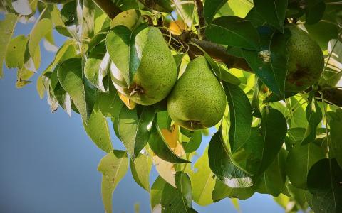 https://pixabay.com/photos/pears-pear-tree-fruit-sad-fresh-3673477/