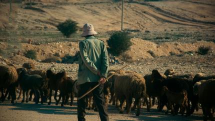 A shepherd herding a flock of sheep 