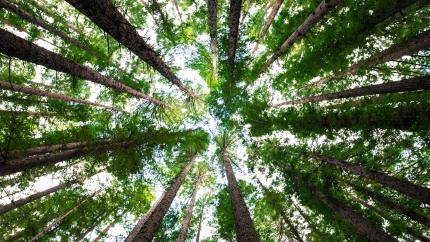Image of a group of trees, seen from the perspective of looking up from the ground. Courtesy of Unsplash.