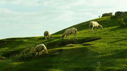 Sheep graze on a green hillside pasture, with blue sky in the background, representing images from Psalm 23. Photo courtesy of Andreas Halsinger on Unsplash