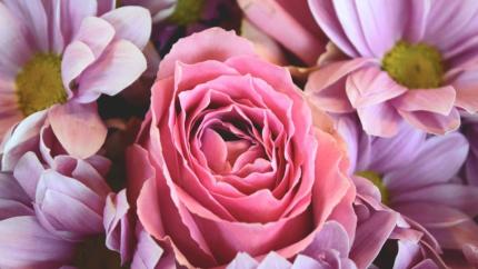 photo courtesy of pexels - https://www.pexels.com/photo/flowers-roses-pink-rose-close-up-16492/