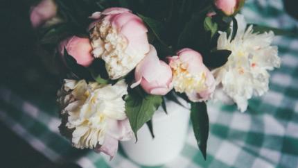 photo courtesy of pexels - https://www.pexels.com/photo/pink-and-white-petaled-flower-499583/