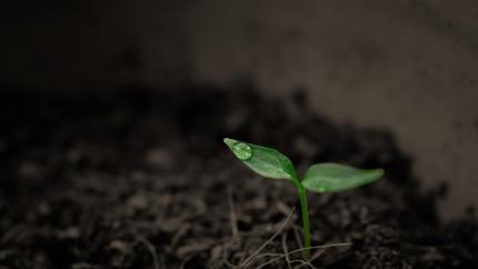 Photo courtesy of Pixabay https://pixabay.com/en/green-grow-grow-up-plant-rain-2551467/