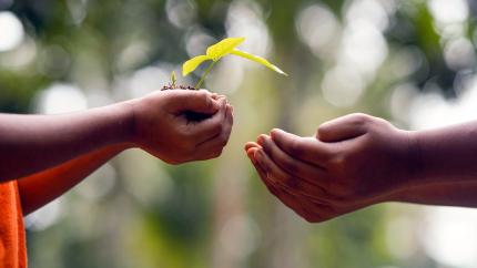 One set of hands passes on a small tree planting to another set of hands, indicating the value of donating to promote spiritual growth.