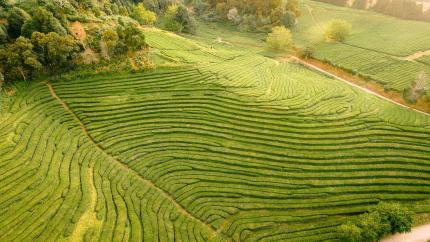 lush rice grows in steppes on sunlit hills