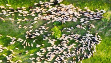 a flock of sheep mills about in a pasture