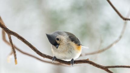 A Tufted Titmouse sits on a thin branch, tilting its head