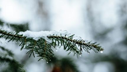 A Christmas tree branch stands covered in snow. Courtesy of Markus Spiske on Unsplash.