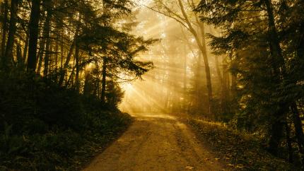 Light of the sun shines on a path through the woods