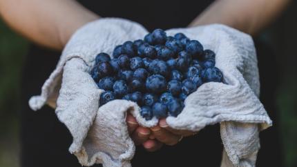 https://www.pexels.com/photo/person-holding-blueberries-545040/