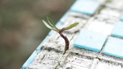 A tree sapling grows on a tiled roof