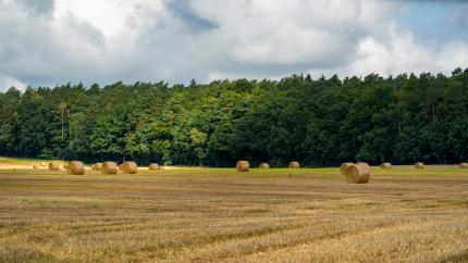 Hay field recently bailed. 