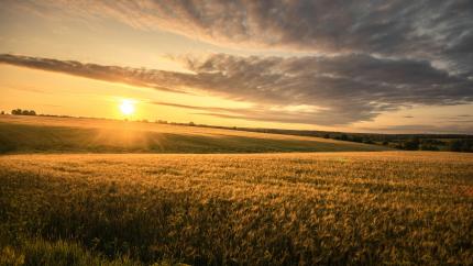 A sun rises over a fertile farm field
