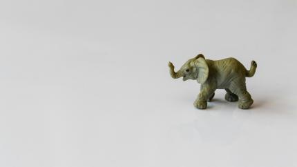 A small elephant walks across a background
