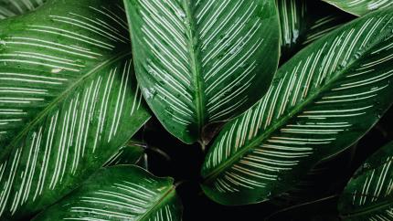 Green leaves with white stripes