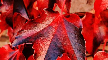 Photo courtesy of Pexels https://www.pexels.com/photo/autumn-autumn-colours-autumn-leaves-blur-235732/