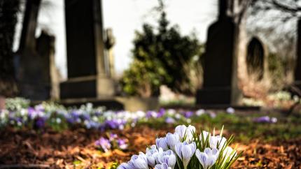 https://www.pexels.com/photo/purple-crocus-in-bloom-during-daytime-161280/