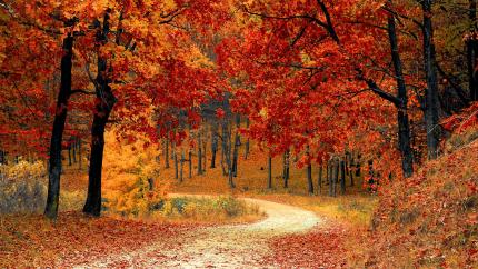A road wanders through a colorful autumn forest