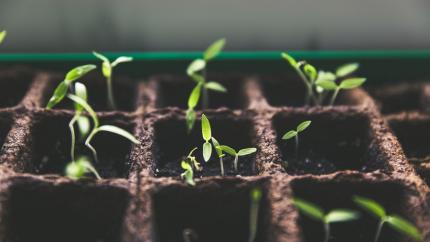 photo courtesy of pexels - https://www.pexels.com/photo/green-plant-sprout-113335/