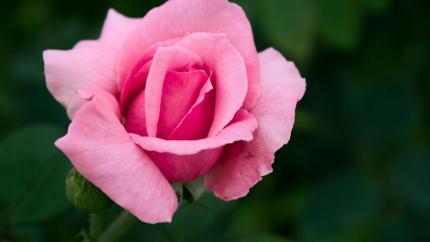 https://www.pexels.com/photo/closeup-photo-of-pink-petaled-flower-837408/