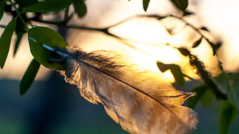 a feather rests on a tree branch, rays of sunshine filter through