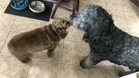 David Ogden's two dogs, Bailey and Magoo, nuzzle each other. Courtesy of David Odgen.