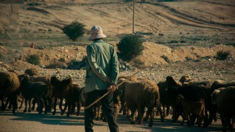 A shepherd herding a flock of sheep 