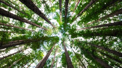 Image of a group of trees, seen from the perspective of looking up from the ground. Courtesy of Unsplash.