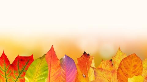 Photo courtesy of Pixabay https://pixabay.com/en/autumn-leaves-colorful-fall-foliage-1649440/