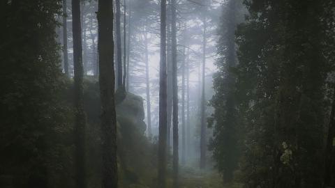 a misty pine forest with light filtering in