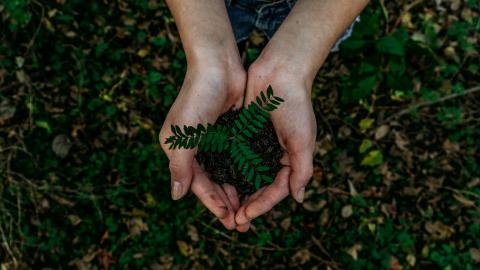 Hands holding a small growing fern tree above a background of dirt