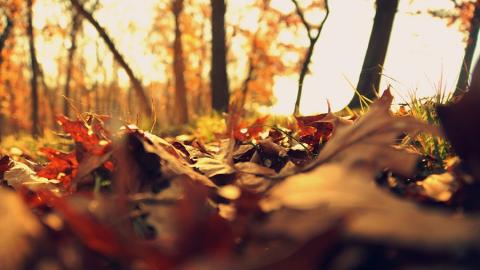 https://pixabay.com/photos/fall-leaves-cold-autumn-2255303/