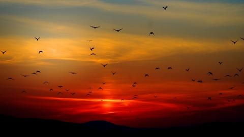 https://www.pexels.com/photo/flock-of-birds-flying-above-the-mountain-during-sunset-70577/