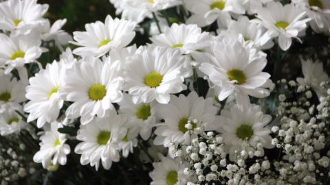 Photo courtesy of Pexels https://www.pexels.com/photo/white-daisy-flowers-white-baby-s-breath-flowers-64736/