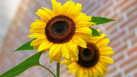 photo courtesy of pexels - https://static.pexels.com/photos/46216/sunflower-flowers-bright-yellow-46216.jpeg