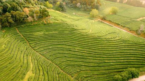 lush rice grows in steppes on sunlit hills