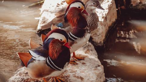 three mandarin ducks stand next to each other on rocks