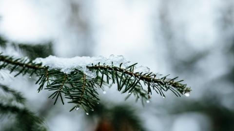 A Christmas tree branch stands covered in snow. Courtesy of Markus Spiske on Unsplash.