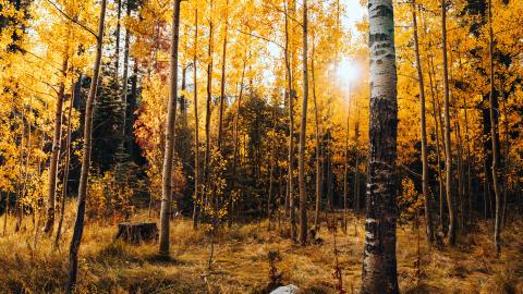 sun shines through a forest of aspen trees with yellow leaves