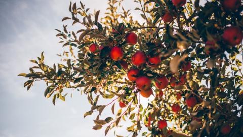 sunlight filters through a tree branch with apples