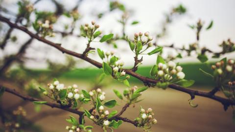 A tree branch covered with buds hangs against the background of the sky. Courtesy of Karolina Grabowska on Pexels.