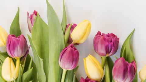 https://www.pexels.com/photo/selective-focus-photography-of-pink-and-yellow-tulips-flowers-1883385/