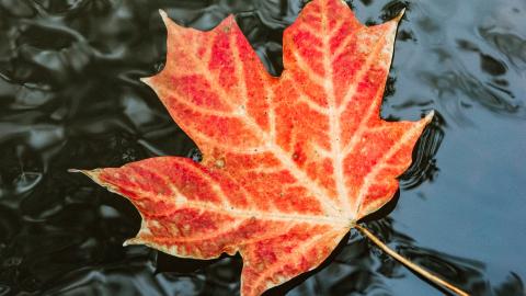 maple leaf in water