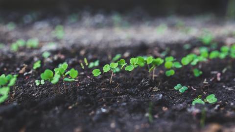photo courtesy of Pexels free images - https://www.pexels.com/photo/home-gardening-young-rucola-6414/