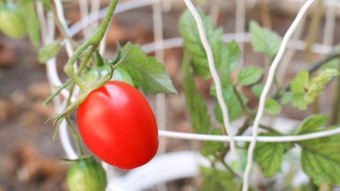Photo courtesy of Pixabay https://pixabay.com/en/tomato-plant-garden-vegetable-1695080/