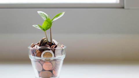 plant growing in a cup of money